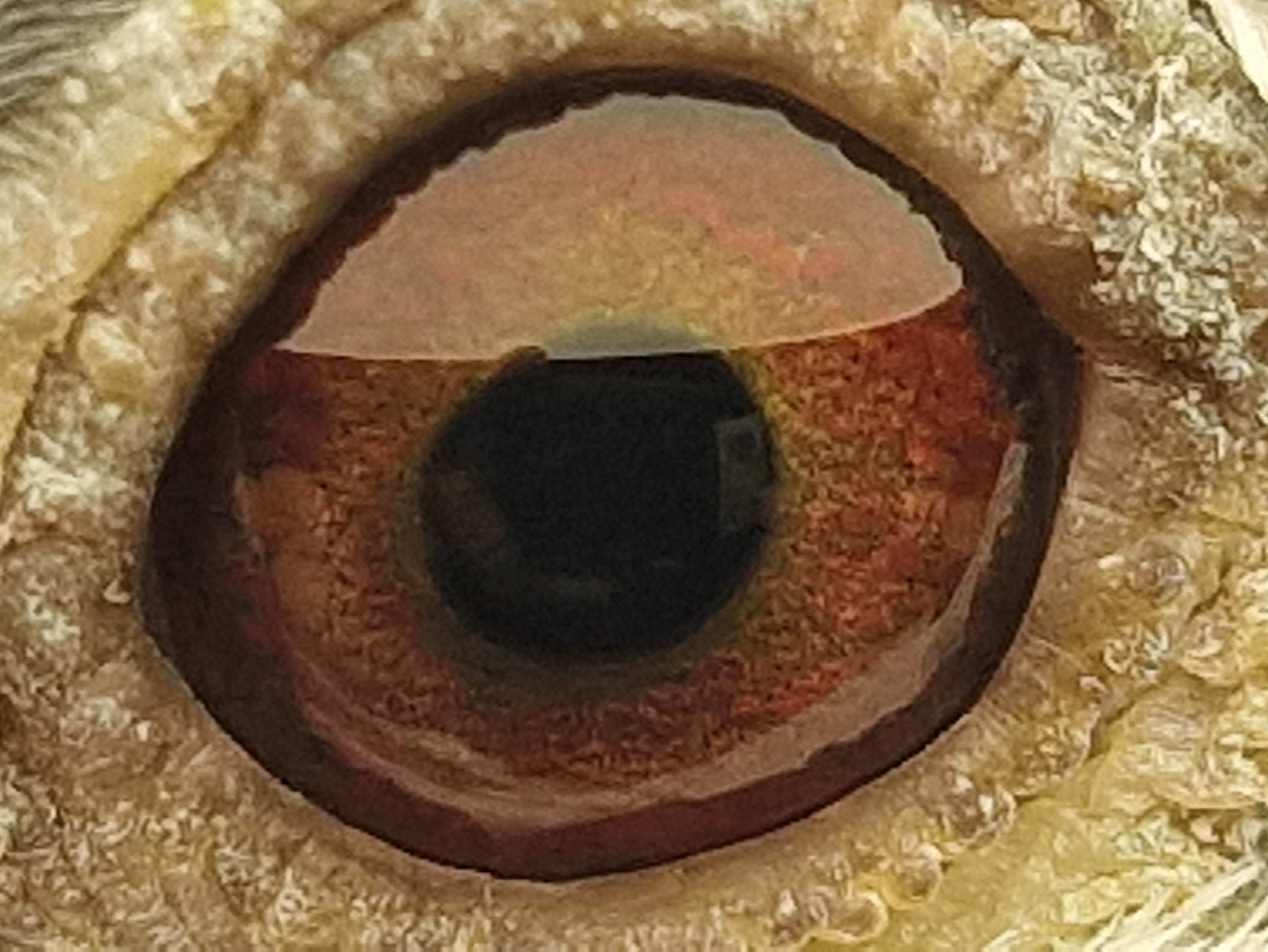 Pigeon eye
